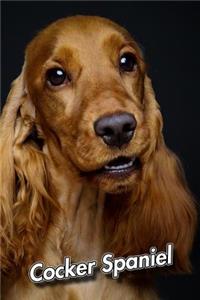 Cocker Spaniel
