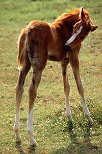 Horse Photo School Composition Book Equine Itchy Foal