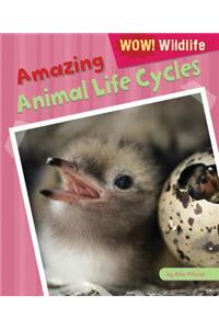 Amazing Animal Life Cycles