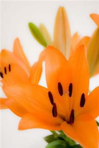 Mind Blowing Orange Lilies Journal