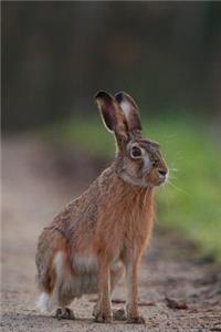 Mountain Hare Journal