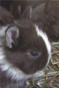 Netherland Dwarf Rabbit Journal