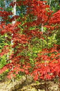 2020 Weekly Planner Springtime Japanese Maple Forest Background 134 Pages