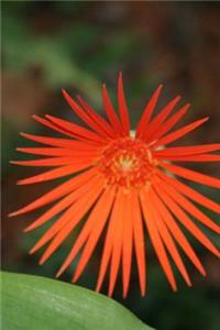 Orange Gerbera Jamesonii Blooming Journal