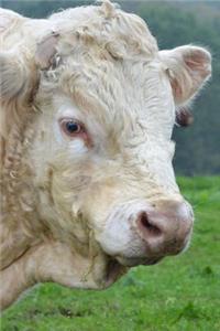 Handsome White Bull Portrait Journal