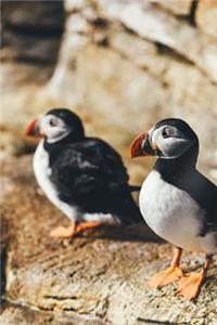 A Puffin Pair Posing on the Rocks Journal