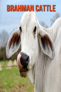 Brahman Cattle