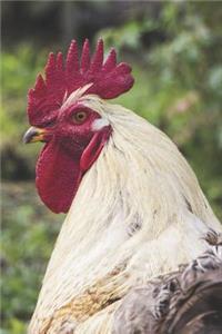 The Rooster Portable Notebook