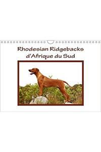 Rhodesian Ridgebacks D'afrique Du Sud 2018