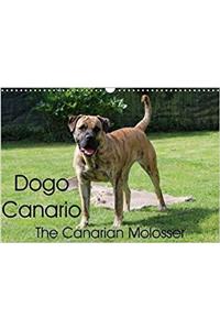 Dogo Canario, the Canarian Molosser 2018