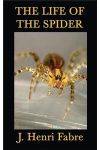 The Life of the Spider