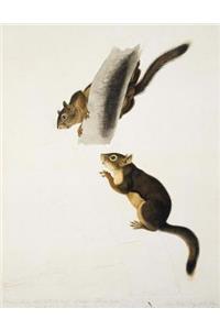 Douglas's Squirrel, John J. Audubon. Blank Journal