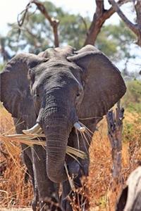 African Bull Elephant Enjoying a Snack Journal