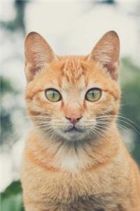 Charming Orange Ginger Cat with Green Eyes Pet Journal