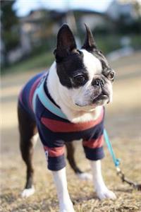 Boston Bull Dog in a Striped Sweater Pet Journal
