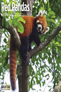 RED PANDA WALL CALENDAR 2020