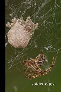 Spider Eggs