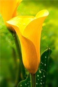 Yellow Calla Lily Journal