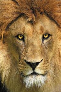 Lion Notebook