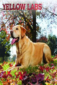 Labrador Retrievers, Yellow 2023 Square Foil