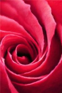 Red Rose - Blank Notebook