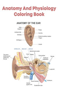 Anatomy And Physiology Coloring
