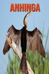 Anhinga: Fascinating Anhinga Facts for Kids with Stunning Pictures!