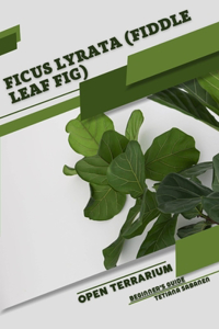 Ficus lyrata (Fiddle Leaf Fig)