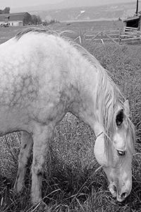 Horse Photo School Composition Book Equine Grazing Dappled Grey