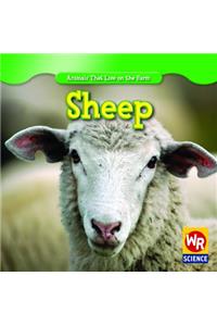 Sheep