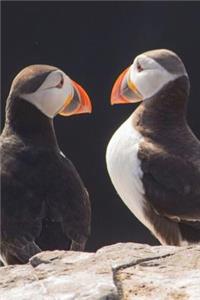 Puffins on the Farne Islands, England UK Journal