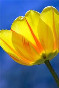 Close-Up of a Yellow Tulip Journal
