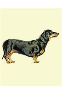 Dachshund