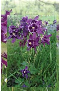 Columbine