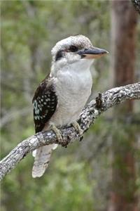 Kookaburra Kingfisher Bird on a Tree Branch Australia Journal