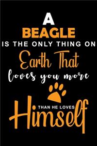 A Beagle Is The Only Thing On Earth That Loves You More Than He Loves Himself