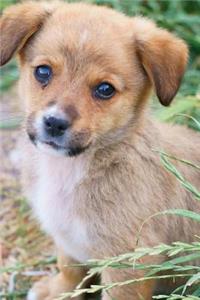 Puppy Notebook