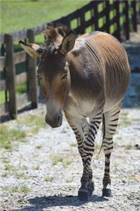The Zonkey Journal (Half Zebra/Half Donkey)