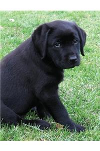 Black Labrador Puppy Calendar Notebook