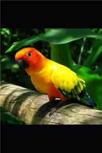 Parrot