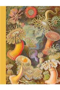 Composition Journal - Sea Anemones