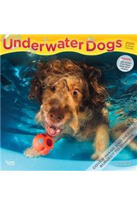 Underwater Dogs 2020 Square