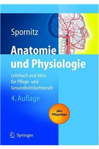Anatomie Und Physiologie