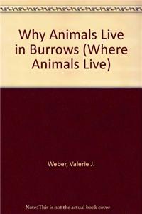 Why Animals Live in Burrows