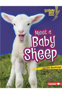 Meet a Baby Sheep