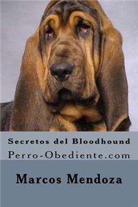 Secretos del Bloodhound