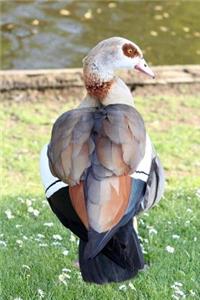 Egyptian Goose Journal