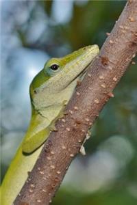 The Anole Lizard Journal