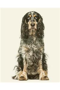 English Springer Spaniel