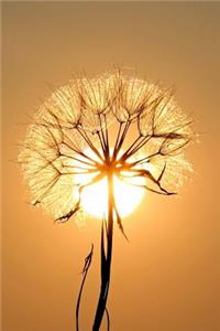 A Dandelion Backlit by the Sun Journal